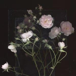 刘飞儿早期写真图片
